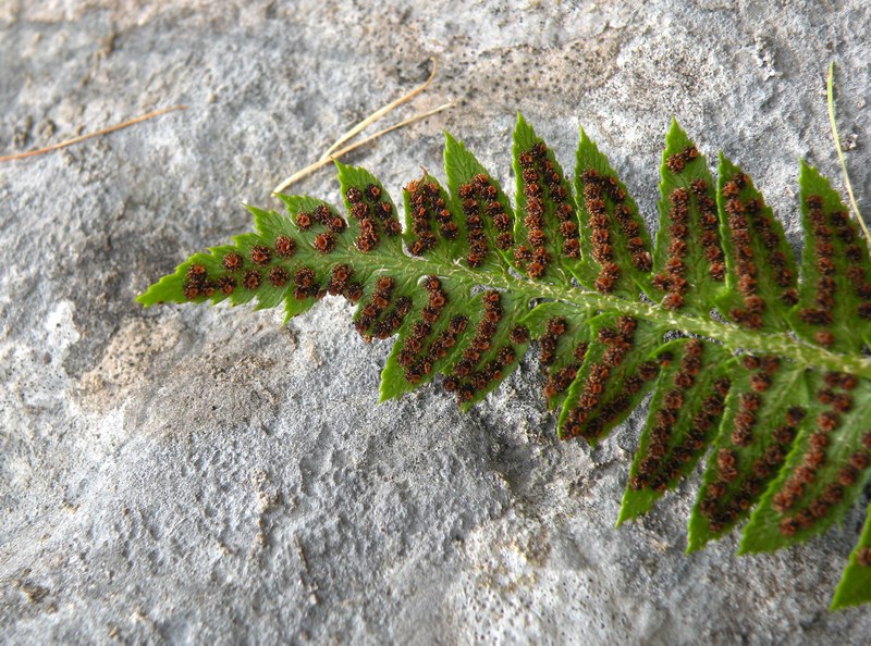 Polystichum lonchitis / Felce lonchite